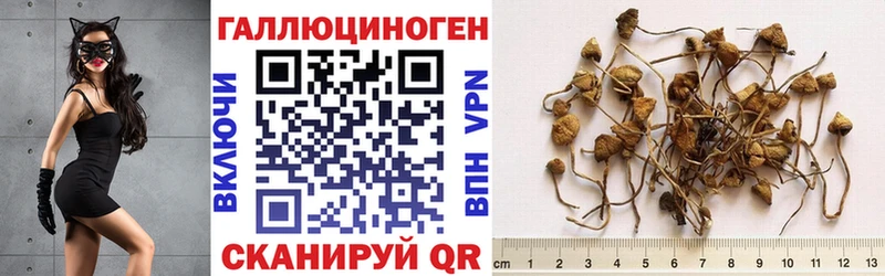 Галлюциногенные грибы GOLDEN TEACHER  даркнет сайт  Пролетарск 